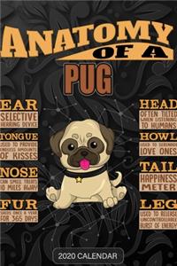 Anatomy Of A Pug