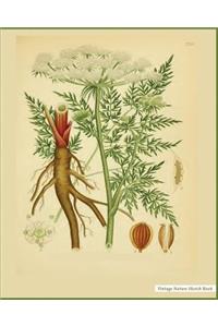 Vintage Nature Sketch Book