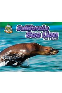 California Sea Lion