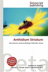 Anthidium Striatum