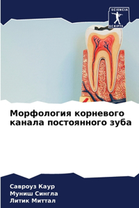 Морфология корневого канала постоянного