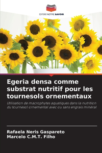 Egeria densa comme substrat nutritif pour les tournesols ornementaux