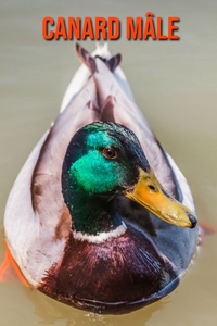 Canard Mâle