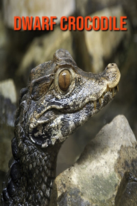 Dwarf Crocodile