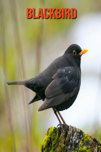 Blackbird