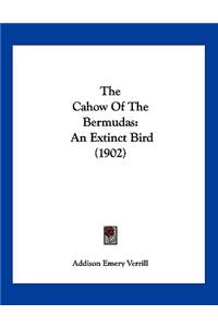 The Cahow Of The Bermudas