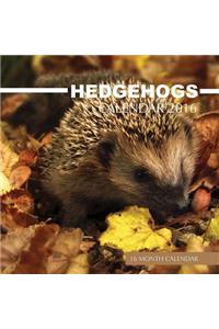 Hedgehogs Calendar 2016: 16 Month Calendar
