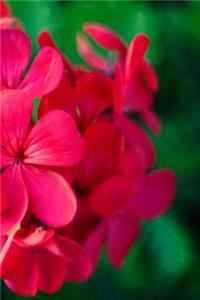 Pink Geranium Flower Journal