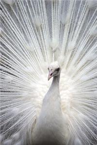 White Peacock Journal