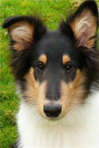 Such a Face! Handsome Collie Puppy Dog Journal