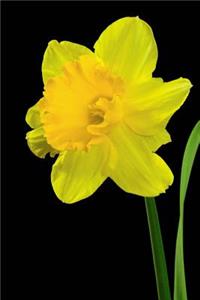 Yellow Narcissus Flower Isolated Journal