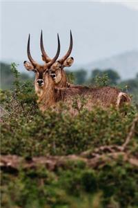 Two Antelope in the Wild Journal
