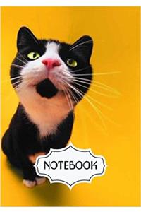 Notebook Journal Bugging Cat