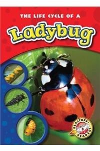 Life Cycle of a Ladybug