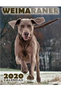 Weimaraner 2020 Calendar