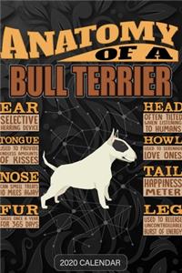 Anatomy Of A Bull Terrier