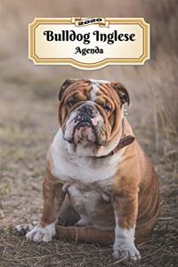 2020 Bulldog Inglese Agenda