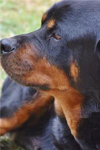 Rottweiler Resting in the Grass Journal
