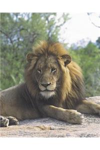 Lazing Lion Blank Book Lined Journal (8x10)