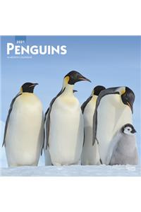 Penguins 2021 Square