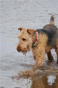 Airedale Terrier Dog Playing in the Water Journal: 150 page lined notebook/diary