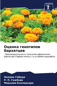 Оценка генотипов бархатцев