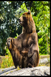 Bear Wall Calendar 2021