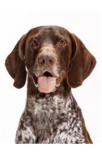 German Shorthaired Pointer Notebook