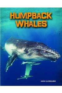 Humpback Whales