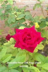 Beautiful Rose