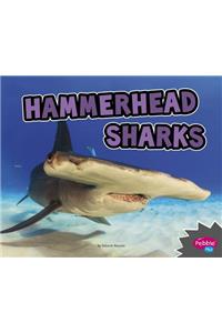 All About Sharks Hammerhead Sharks