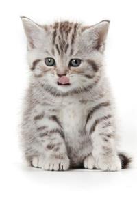 Cutest Kittens March Notebook & Journal. Productivity Work Planner & Idea Notepad: Brainstorm Thoughts, Self Discovery, to Do List
