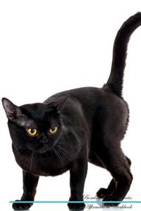 Birman Cat Affirmations Workbook Birman Cat Presents