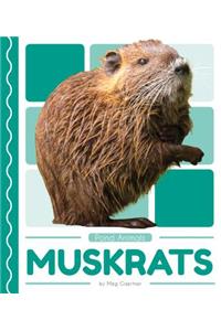 Muskrats