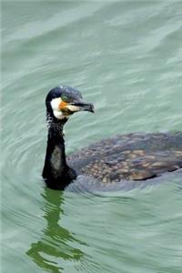 Shag from India, an Indian Cormorant Bird Journal