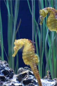 Two Seahorses (Hippocampus) at a Zoo Aquarium Marine Fish Journal