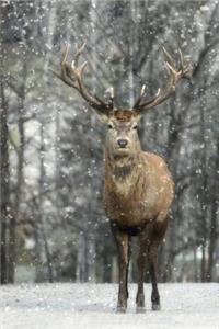 Hello, Mister Elk Animal Journal