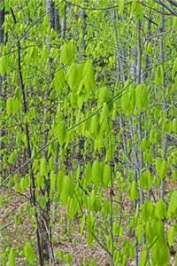 Spring Leaves Fill Forest Journal