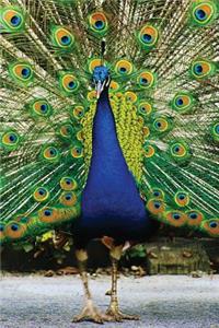 Peacock Any Day Planner Notebook