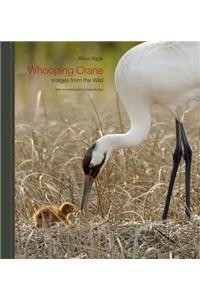 Whooping Crane