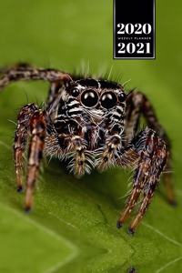 Spider Insect Week Planner Weekly Organizer Calendar 2020 / 2021 - Hyllus Brevitarsus