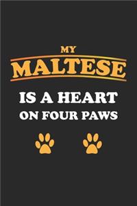 My Maltese is a heart on four paws