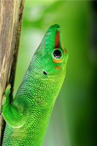 Brilliant Green Madagascar Day Gecko Journal