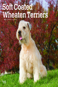 Wheaten Terriers Soft Coated 2023 Square