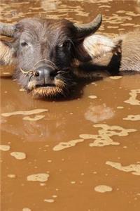 A Water Buffalo in the Muddy Water Journal