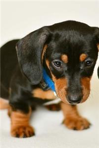 Floppy Eared Dachshund Puppy Dog Journal