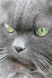 Grey Persian Cat with Green Eyes Journal