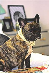 Posh French Bulldog with Pearls