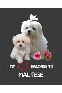 My Heart Belongs To Maltese