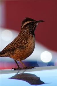 Arizona State Bird - Cactus Wren Journal